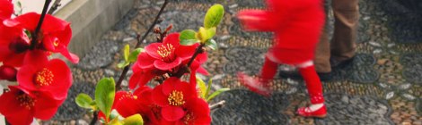 Chinese New Year Flowering Quince Bonsai