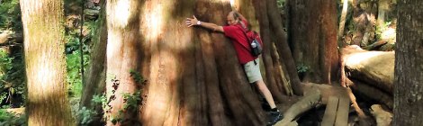 Al hugs a big tree in Avatar Grove near Port Renfrew on Vancouver Island